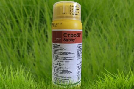 Fungicide Strobi: description, instructions for use