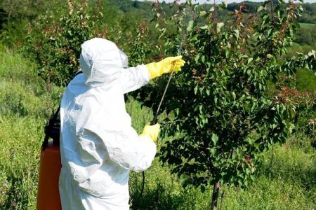 Fungicides for plants: what is it, a list of drugs