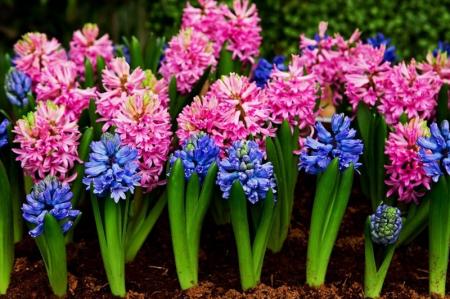 Hyacinth (65 photos): types and features of care