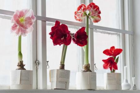 Hippeastrum (70 photos): types and care at home