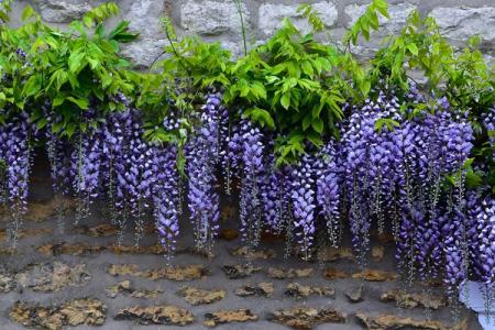 Wisteria (60 photos): types and features of care