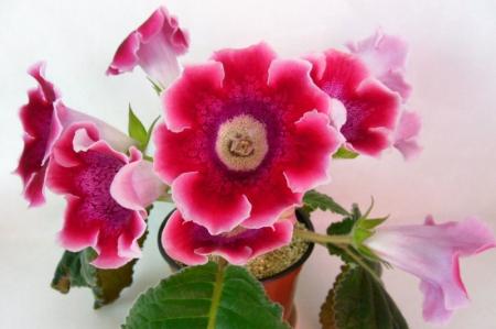 Gloxinia (65 fotografií): typy a starostlivosť doma