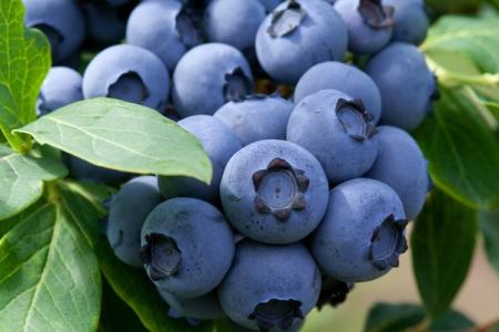 Blueberry Bluecrop: variety description, care and planting