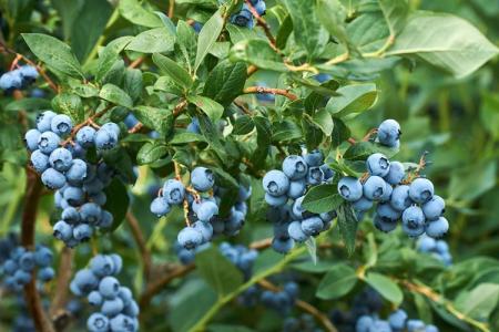 Blueberry Patriot: opis odrody, starostlivosť a výsadba