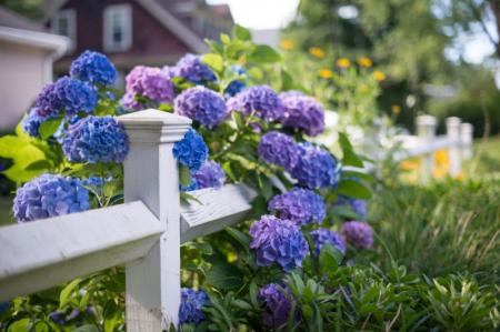 Hydrangea (80 photos): types and features of care