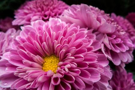 Chrysanthemums (90 photos): types, proper care