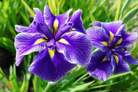 Irises (60 photos): types and features of care