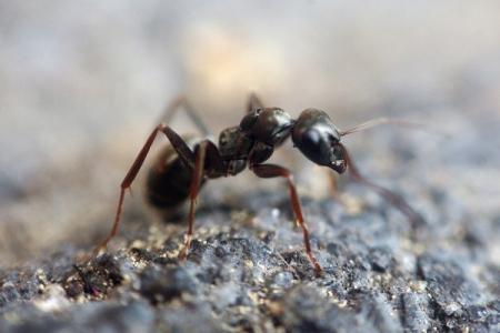 How to get rid of ants: the best folk remedies