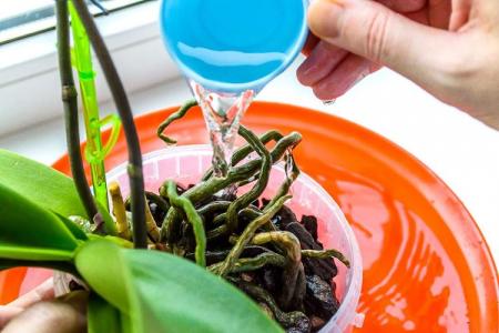 How to water an orchid at home