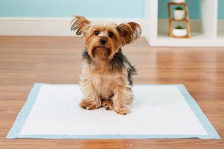 How to train your puppy to go to the diaper: quick and easy