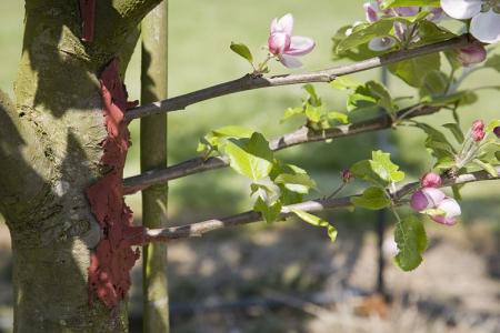 How to plant an apple tree in spring: step by step instructions