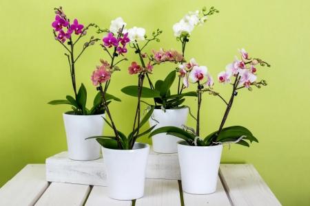 How to care for an orchid at home