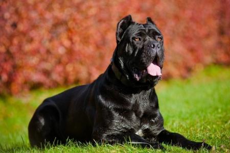 Cane Corso: popis plemena, charakteru a starostlivosti (60 fotografií)