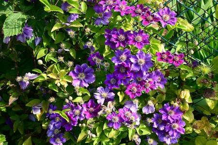 Clematis (80 photos): types and varieties, how to care