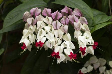 Clerodendrum Thompson: starostlivosť a kultivácia (50 fotografií)