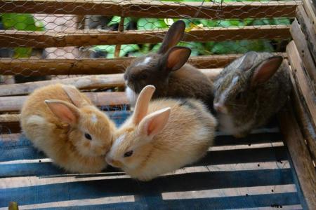 DIY rabbit cages: how to make?