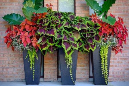 Coleus (60 photos): types et caractéristiques des soins