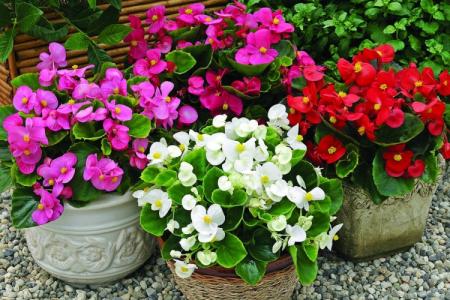 Indoor begonia: home care, reproduction and transplant