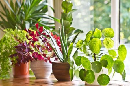 Des fleurs d'intérieur qui devraient être dans chaque maison