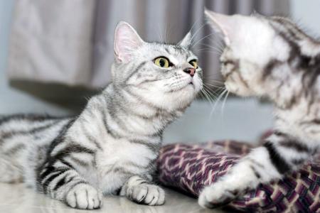 Races de chats à poil court: noms et photos