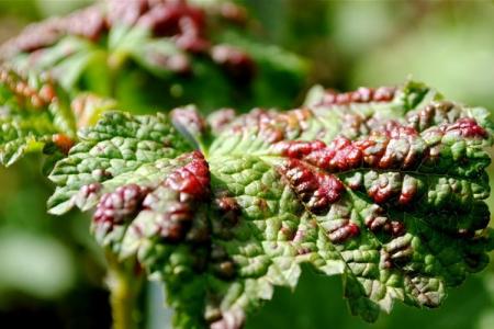 Red spots on currant leaves: how to treat