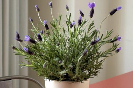 Lavender (60 photos): types and features of care