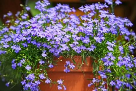 Lobelia (70 صورة): أنواع وميزات الرعاية