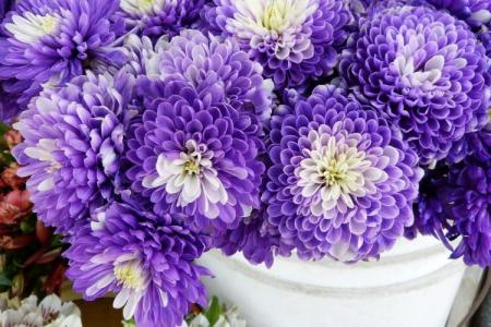 The best varieties of chrysanthemums: photos, names and descriptions (catalog)