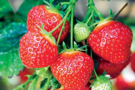 The best varieties of strawberries: photos and descriptions (catalog)