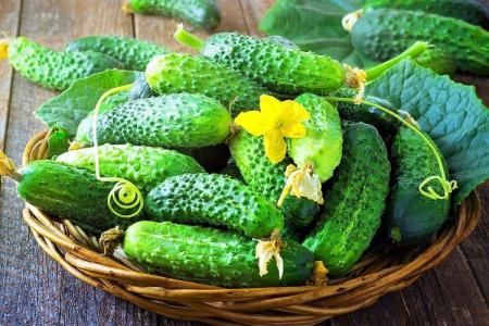 The best varieties of cucumbers for greenhouses: photos, names and descriptions (catalog)