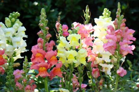 Snapdragon (60 photos): types and features of care