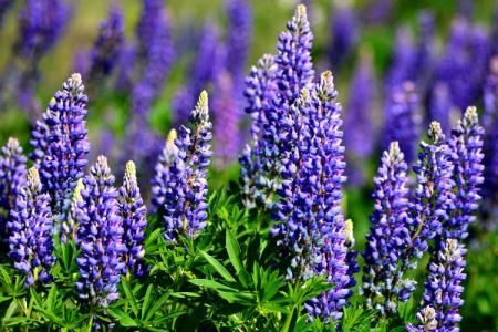 Lupine (70 photos): types and features of care