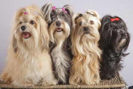 Small dog breeds for an apartment: names and photos