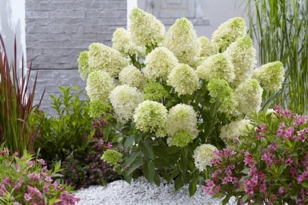 Panicle hortenzie: odrody, správna starostlivosť (70 fotografií)