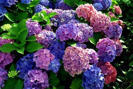 Panicle hydrangea: the best varieties for the Moscow region