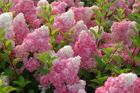 Panicle hydrangea: varieties with photos and names