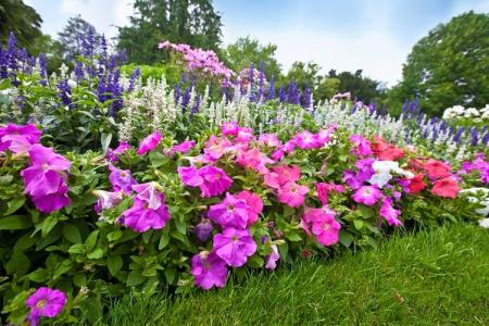 Perennial flowers for a summer residence: photo with names (catalog)