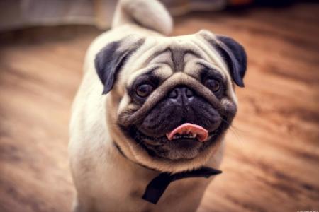 Pug: description of the breed, character and care (60 photos)