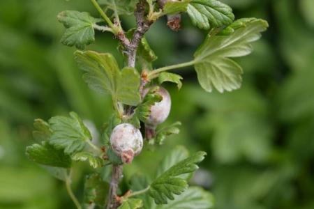 Powdery mildew on gooseberries: control measures