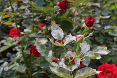 Powdery mildew on roses: control measures and treatment