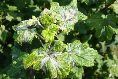 Powdery mildew on currants: control measures and treatment