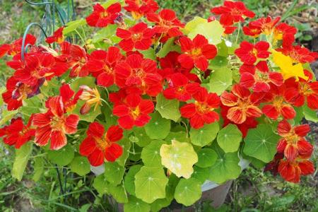 Nasturtium (60 fotografií): typy a vlastnosti starostlivosti