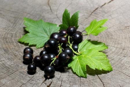 Processing currants in the spring from diseases and pests