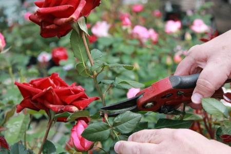 Pruning roses in spring: step-by-step instructions for beginners