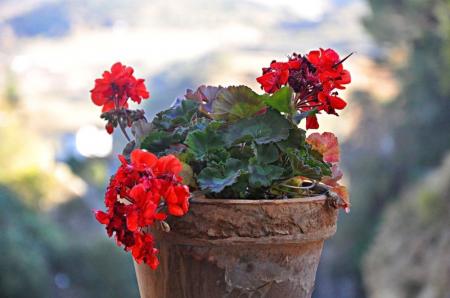 Pelargonium (geranium): types and proper care