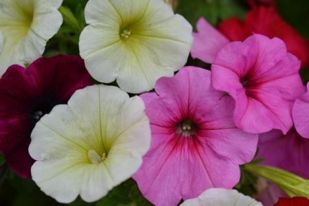 Petunia (60 fotografií): typy a vlastnosti starostlivosti