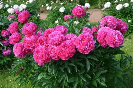 Peonies (70 photos): types and features of care