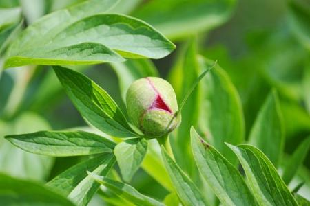 Why peonies do not bloom: the main reasons for what to do