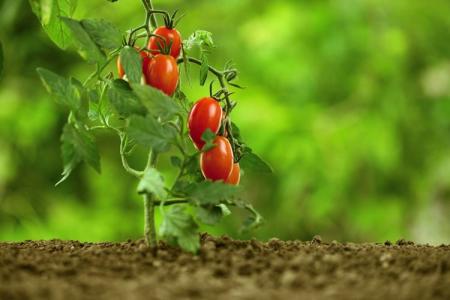 Why do tomato leaves curl: what to do?