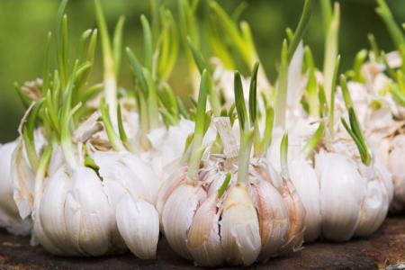 Why does garlic turn yellow in spring: reasons for what to do